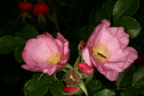 Rosa rugosa 'Fru Dagmar Hastrup' RCP8-2013 026.JPG